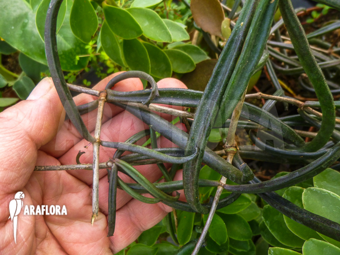 Kalanchoe beauverdii