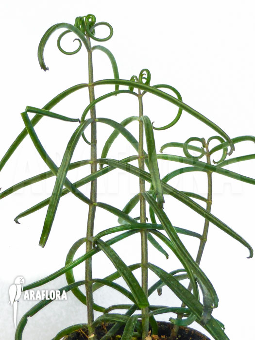 Kalanchoe beauverdii Starter