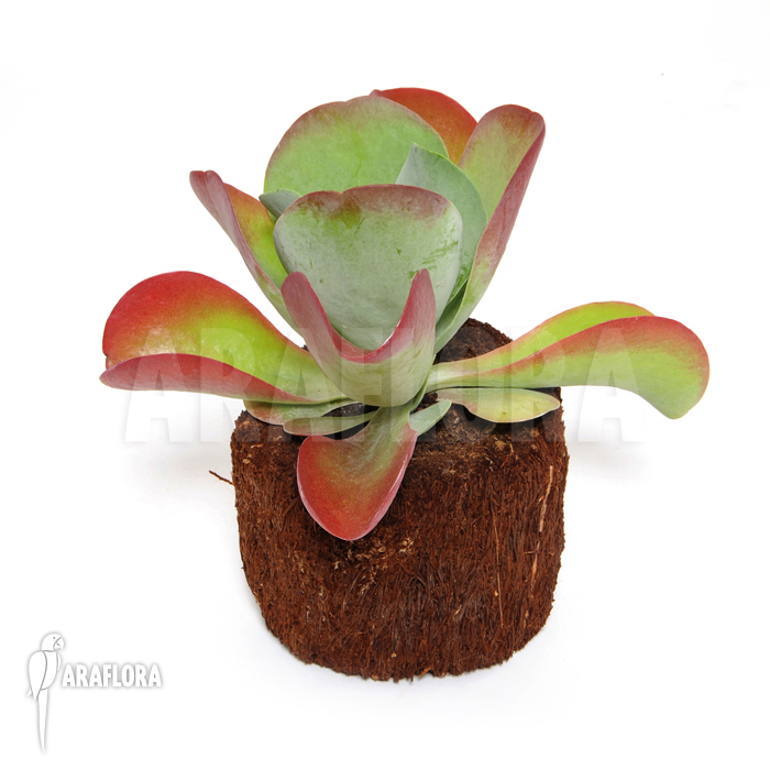 Kalanchoe thyrsiflora