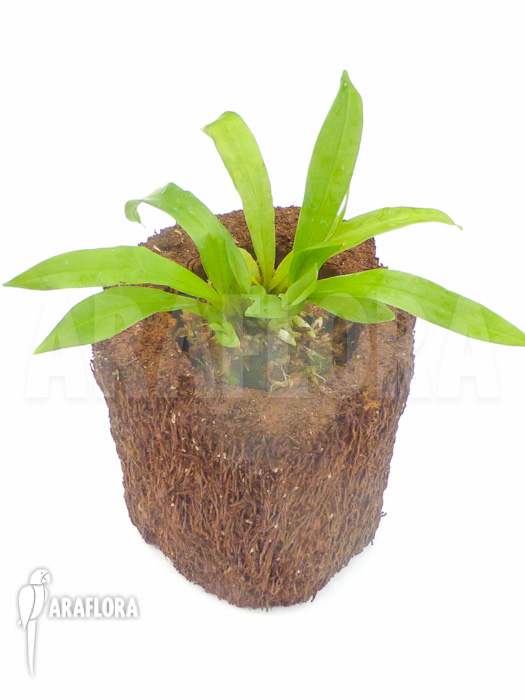 Kefersteinia tolimensis