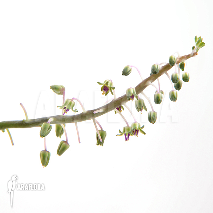 Ledebouria ‘Scilla’ pauciflora small