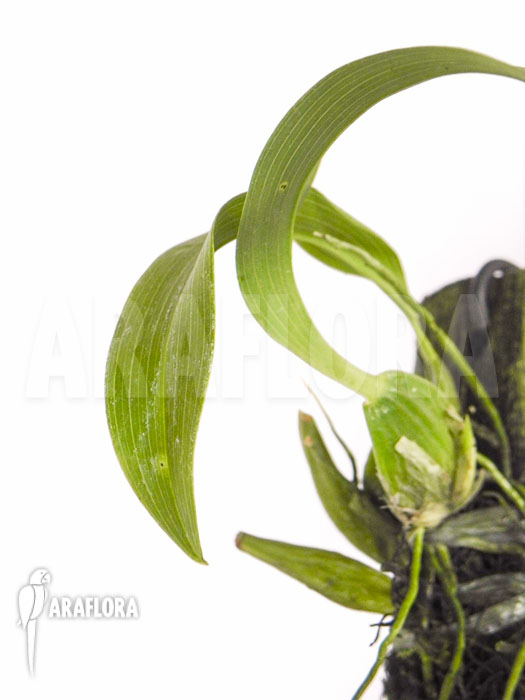 Lemboglossum ehrenbergii