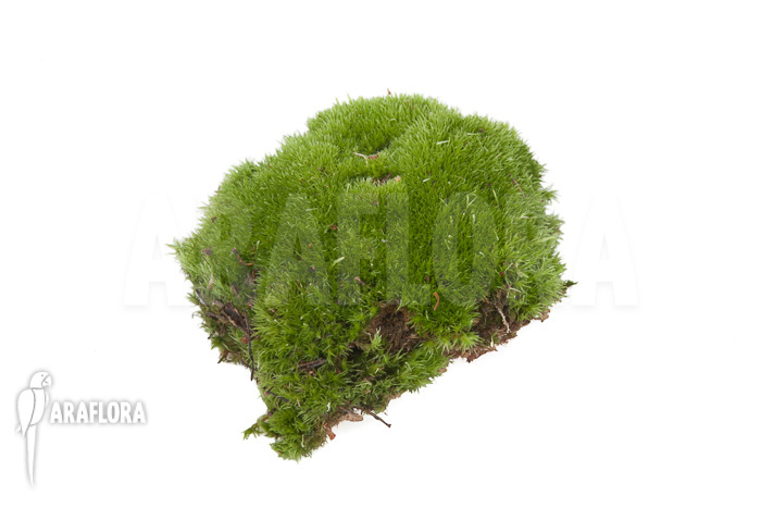 Leucobryum glaucum cradle ‘Cushion moss’ piece