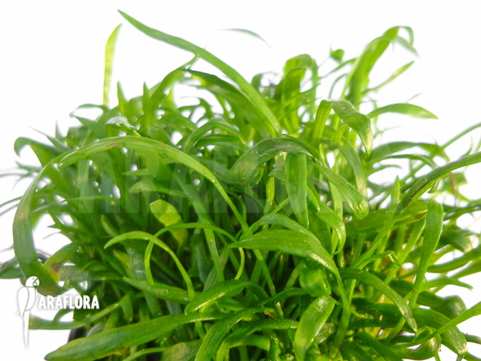 Lilaeopsis novae-zelandiae