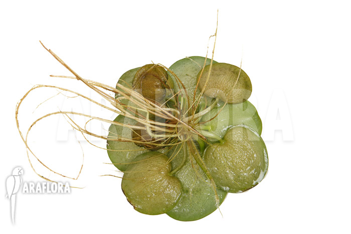 Limnobium laevigatum