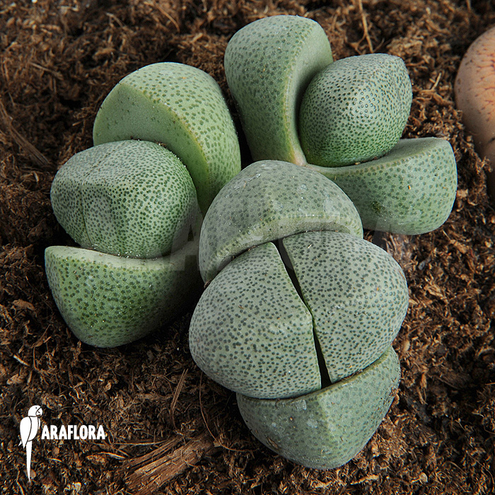 Lithops comptonii ‘Living stones’