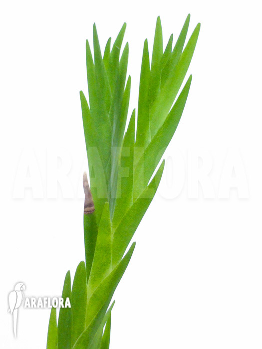 Lockhartia oerstedii