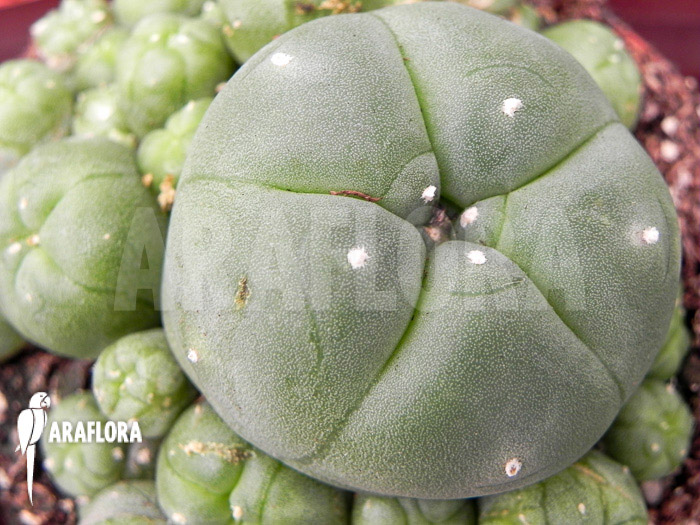 Lophophora williamsii ‘M’