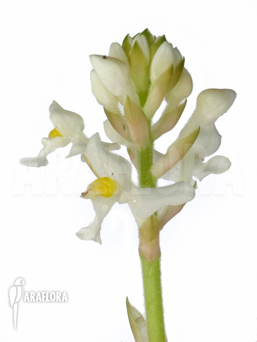 Ludisia discolor ‘Alba’