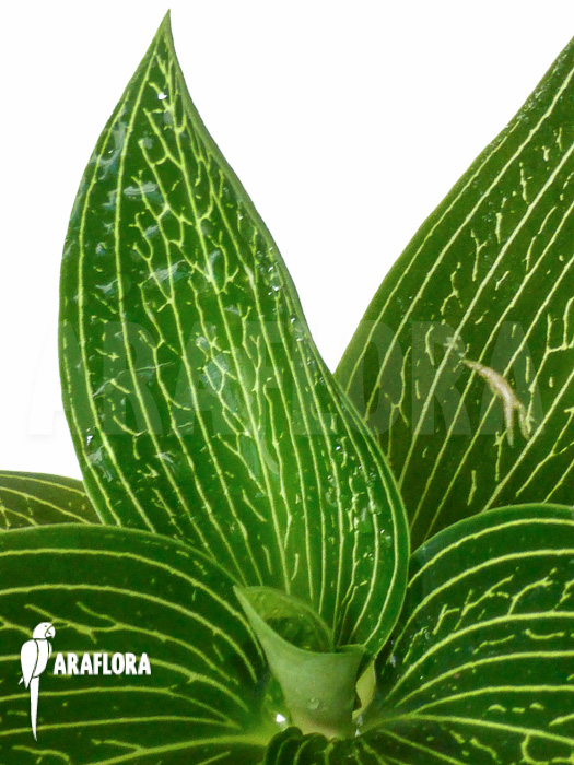 Ludisia discolor ‘Alba’