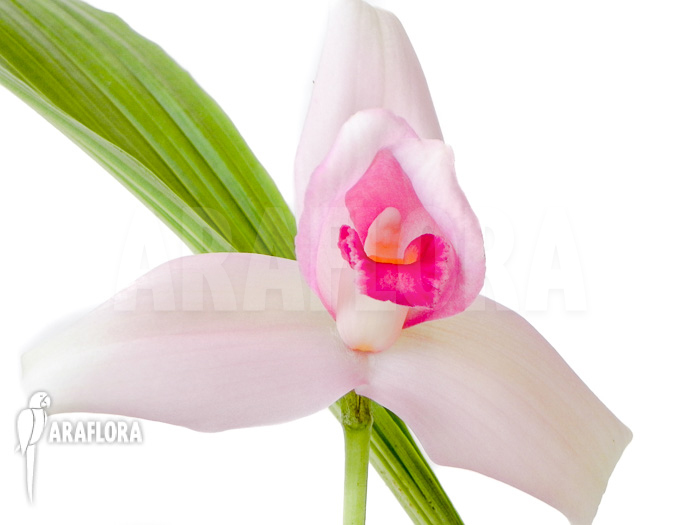 Lycaste skinneri ‘Violet’