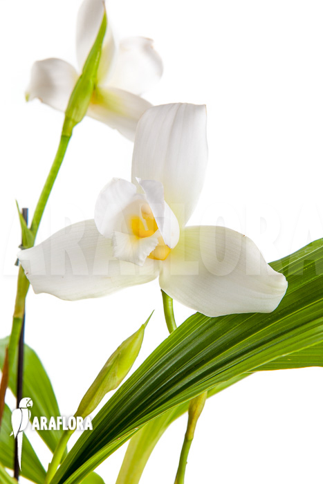 Lycaste skinneri ‘White’