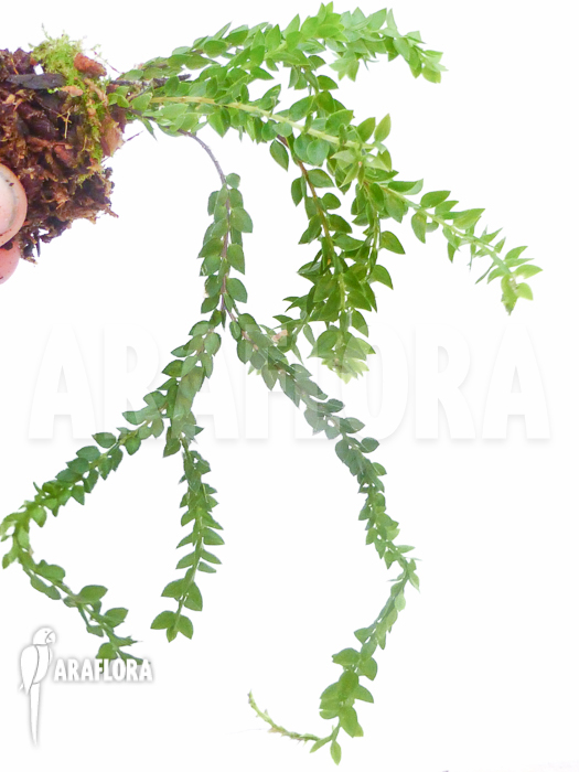 Huperzia ‘Lycopodium’ hamiltonii