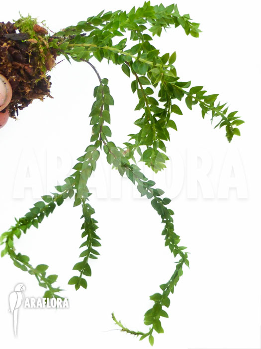 Huperzia ‘Lycopodium’ hamiltonii