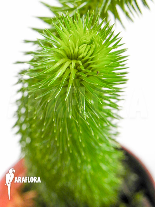 Huperzia ‘Lycopodium’ squarrosum ‘Bali’