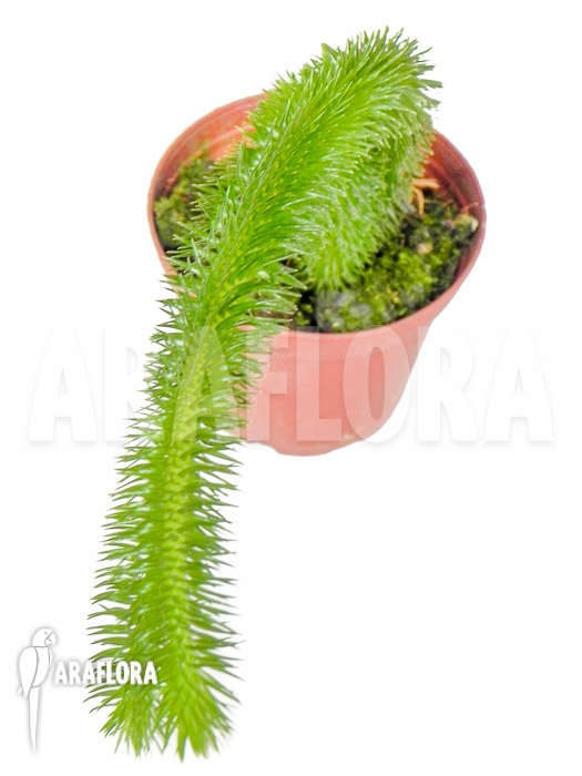 Huperzia ‘Lycopodium’ squarrosum ‘Bali’