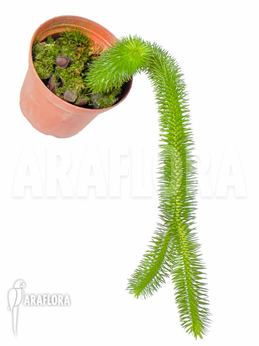 Huperzia ‘Lycopodium’ squarrosum ‘Bali’