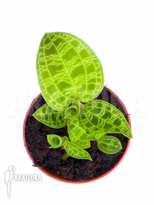 Macode petola ‘Starter’