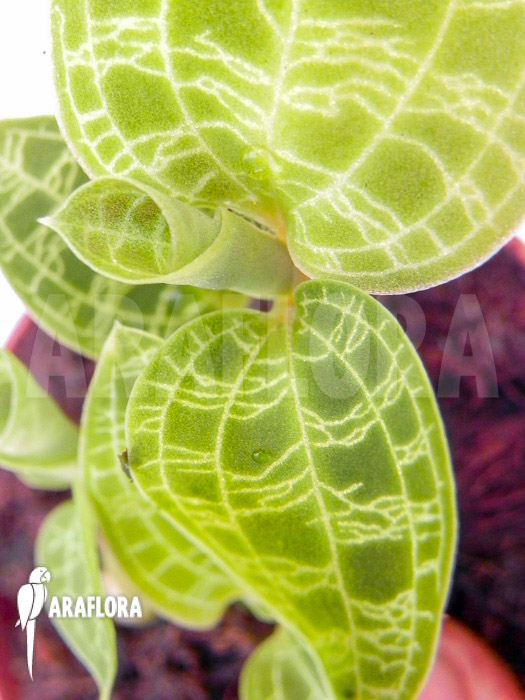 Macode petola ‘Starter’