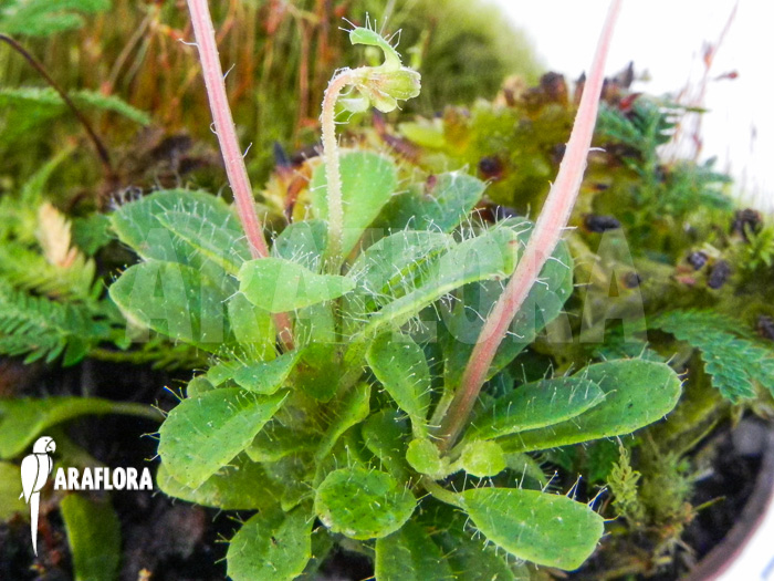 Macrocentrum droseroides