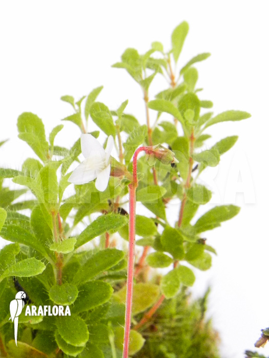 Macrocentrum droseroides