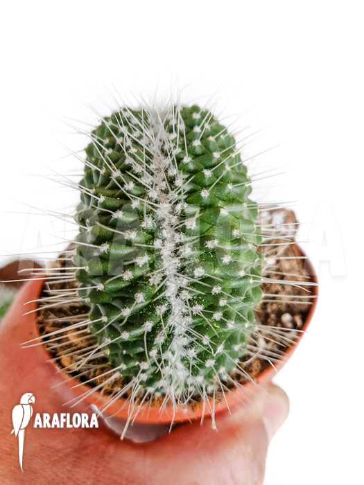 Mammillaria spinosissima ‘un pico cristata’