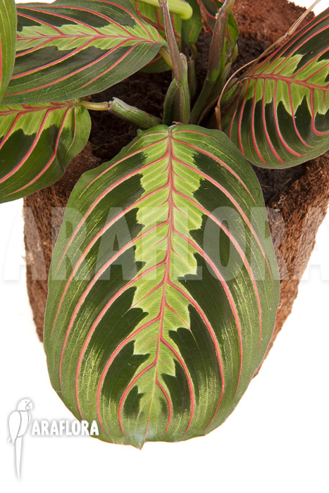 Maranta leuconeura var ‘Fascinator’