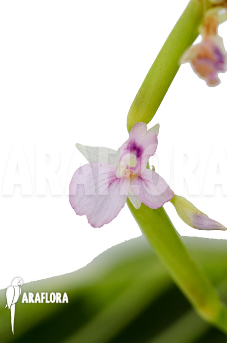 Marantha ‘Lemon lime’