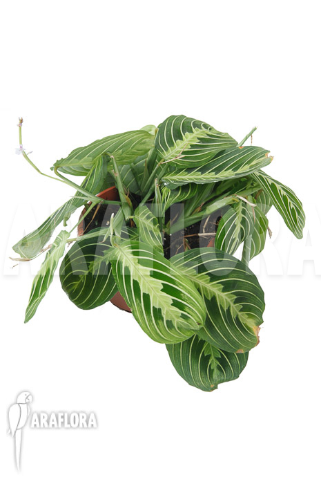 Marantha ‘Lemon lime’