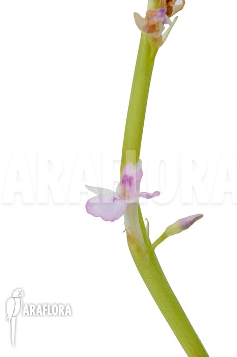 Marantha ‘Lemon lime’