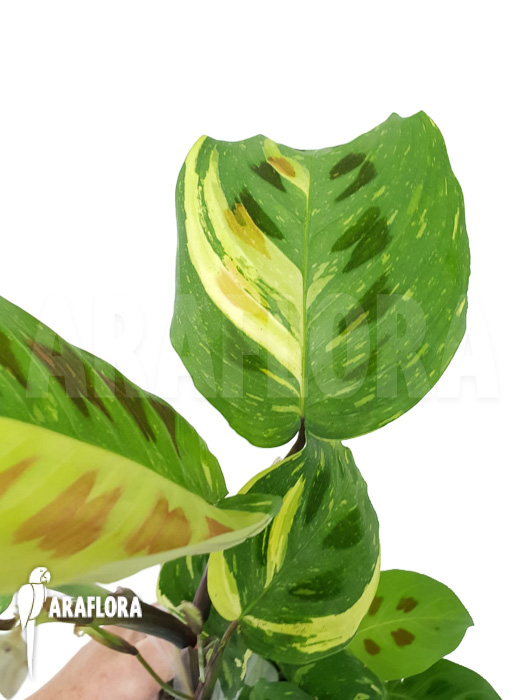 Marantha leuconeura kerchoveana variegata