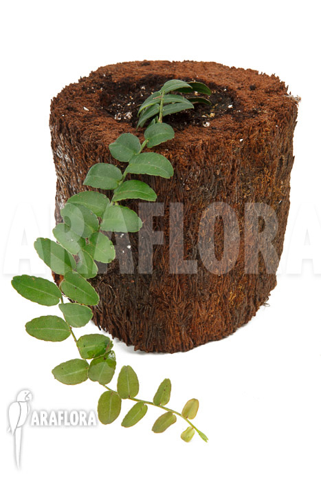 Marcgravia umbellata