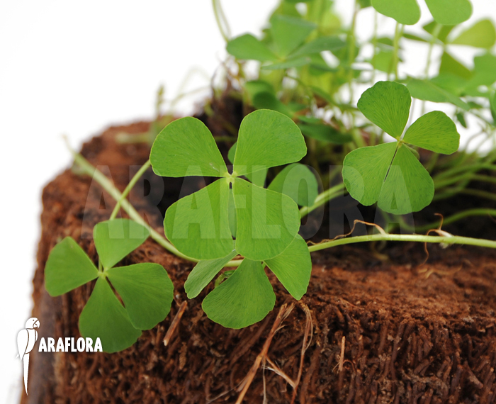Marsilea angustifolia