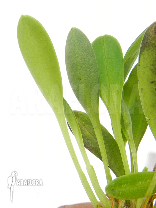 Masdevallia abbreviata