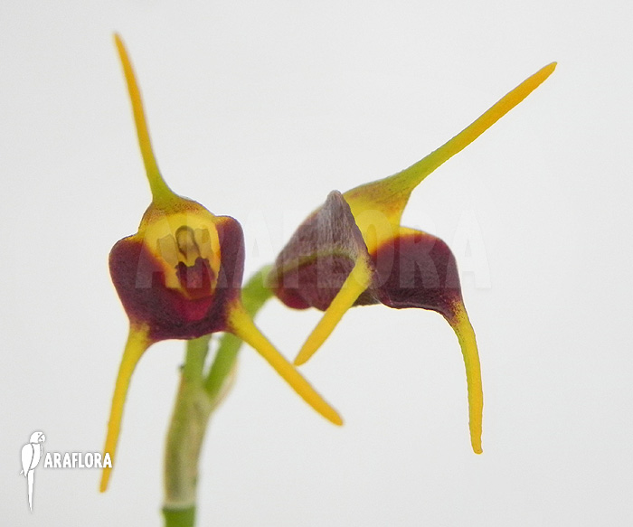 Masdevallia bicolor