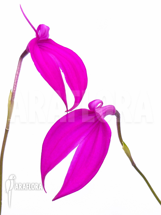 Masdevallia coccinea pink