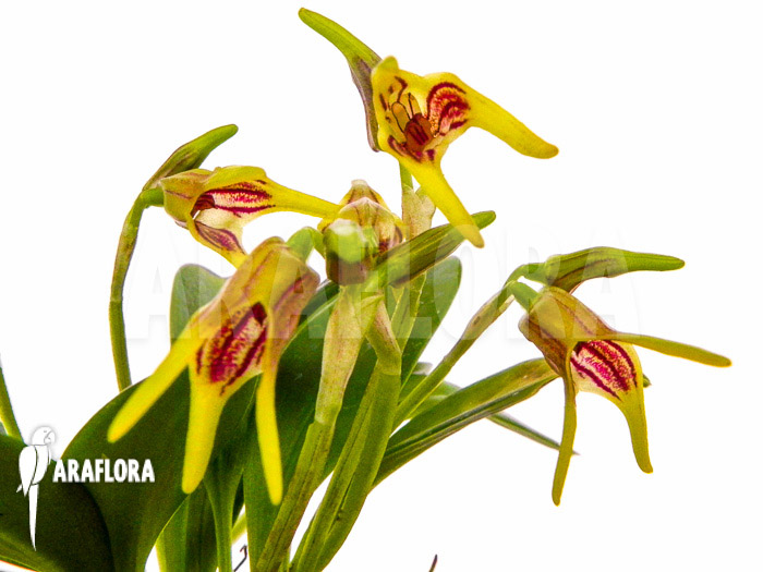 Masdevallia garciae