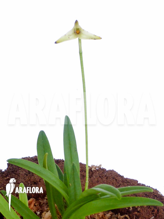 Masdevallia minuta