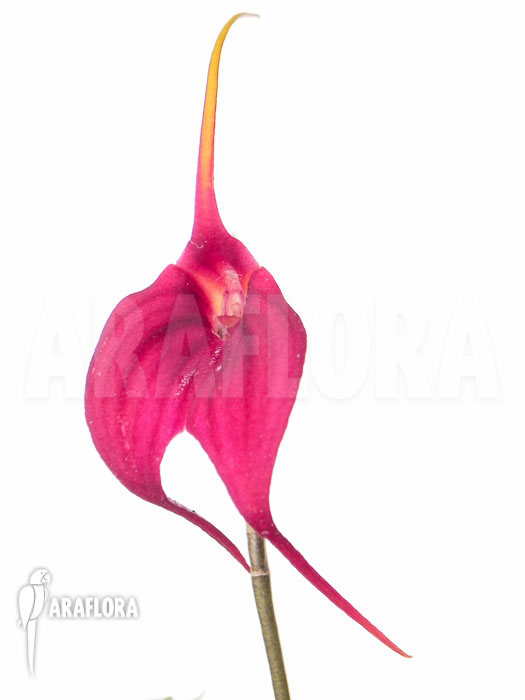Masdevallia new violet