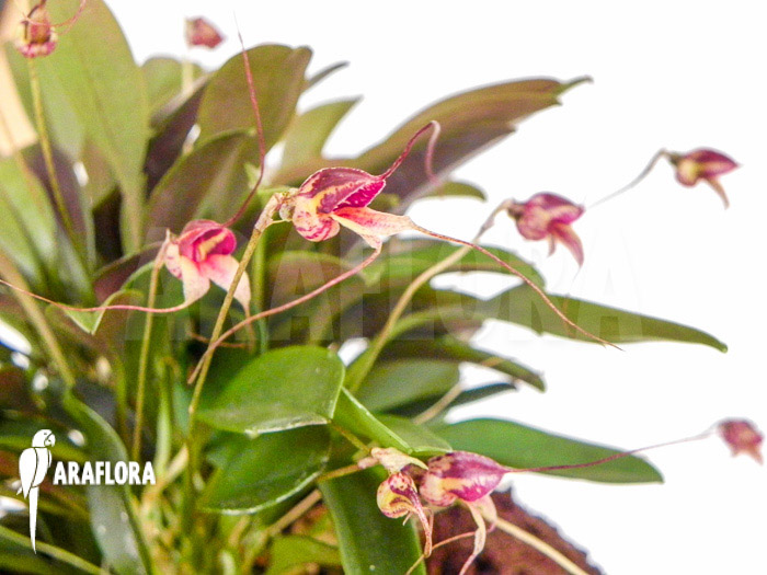 Masdevallia nifidica ‘dark’