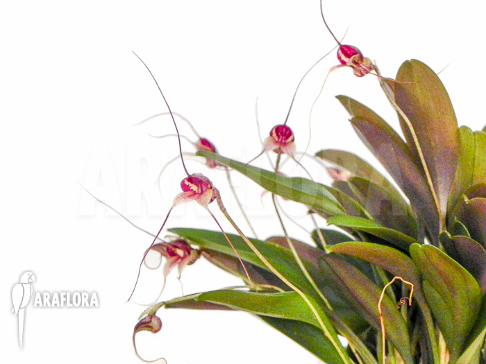 Masdevallia nifidica ‘dark’
