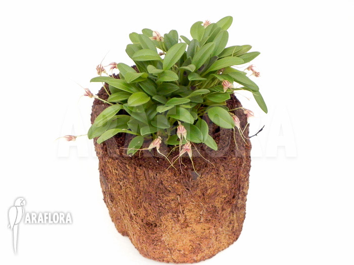 Masdevallia nifidica ‘green’