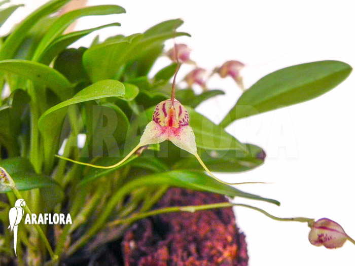 Masdevallia nifidica ‘green’