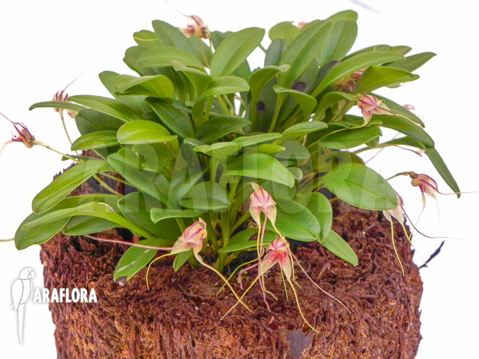 Masdevallia nifidica ‘green’