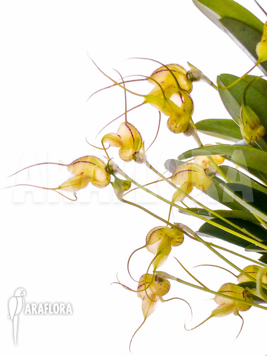 Masdevallia nifidica ‘yellow’