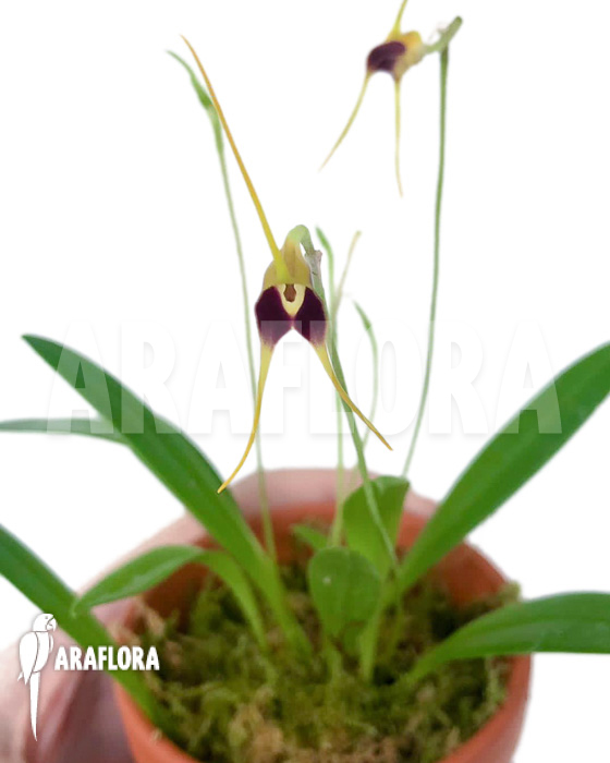 Masdevallia oreas