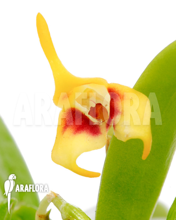 Masdevallia sprucei