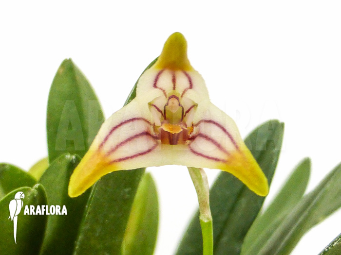 Masdevallia striatella