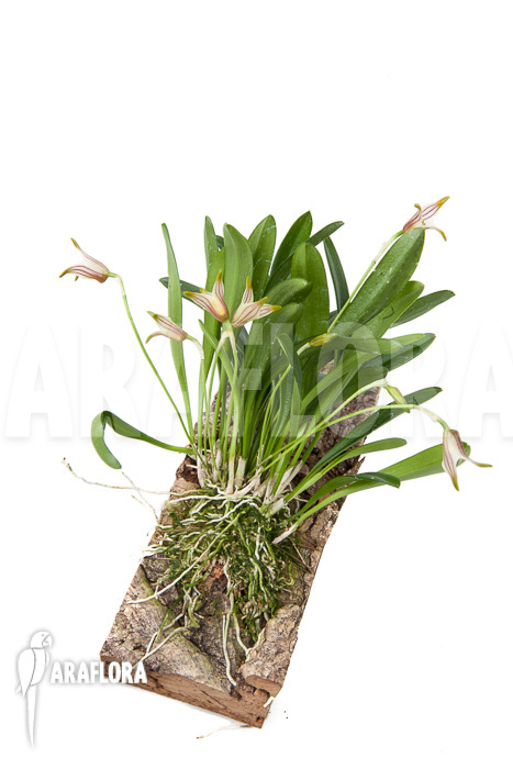 Masdevallia striatella ‘mounted’