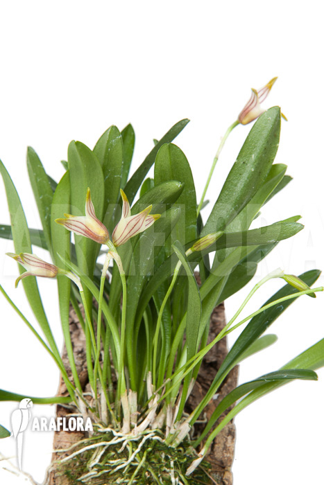 Masdevallia striatella ‘mounted’